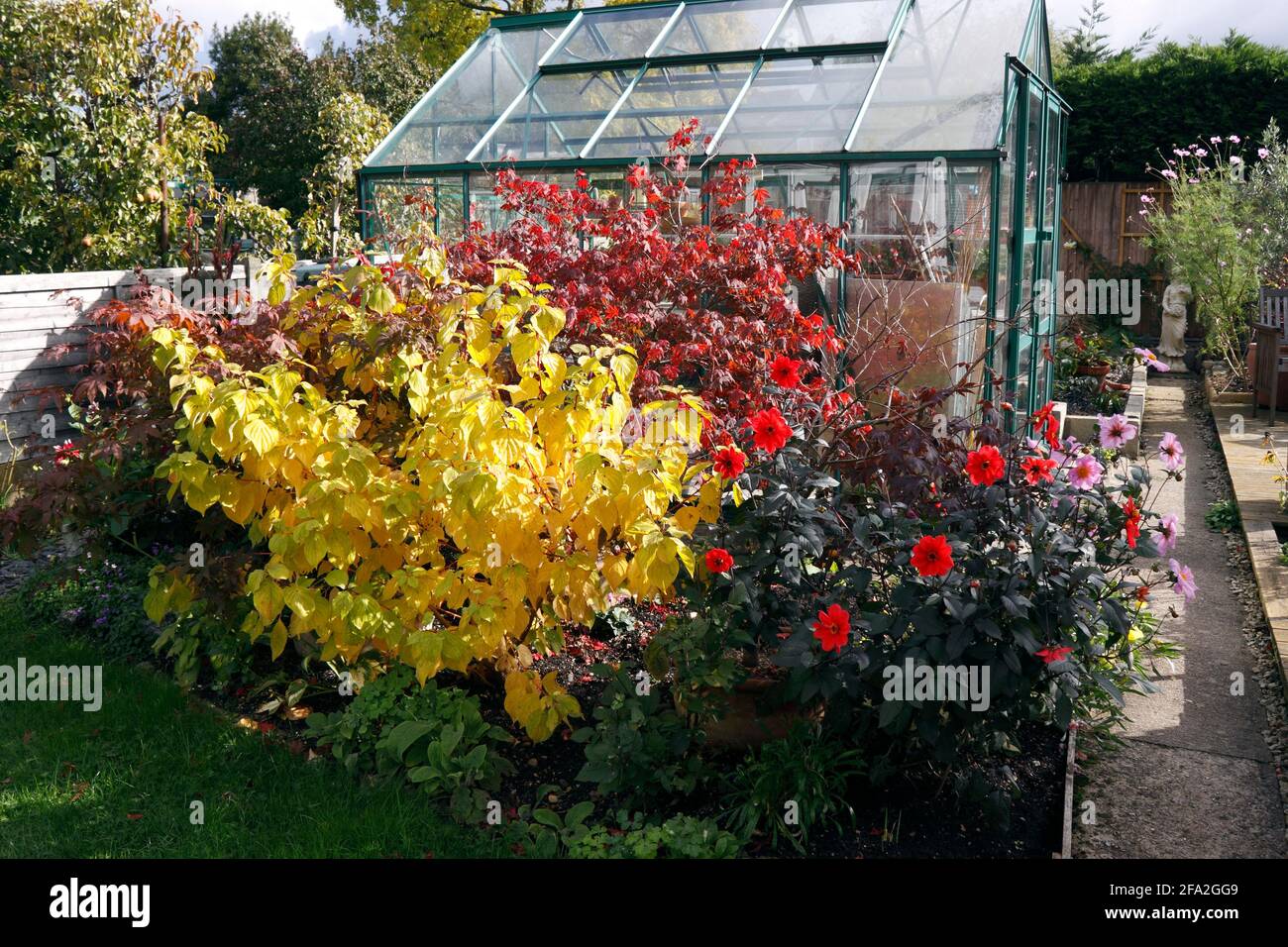 CORNUS SANGUINEA. MIDWINTER FIRE. DOGWOOD. AUTUMN Stock Photo - Alamy
