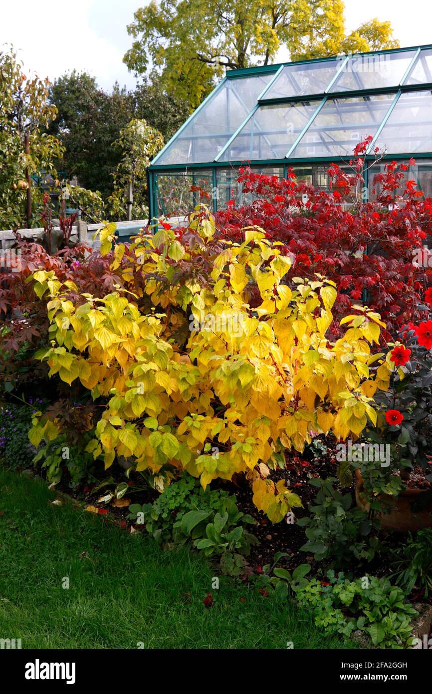 CORNUS SANGUINEA. MIDWINTER FIRE. DOGWOOD. AUTUMN Stock Photo - Alamy