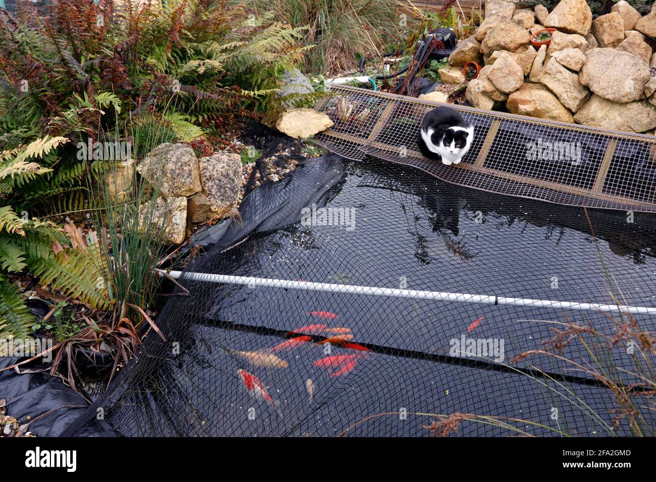 DOMESTIC CAT WATCHING FISH POND Stock Photo Alamy