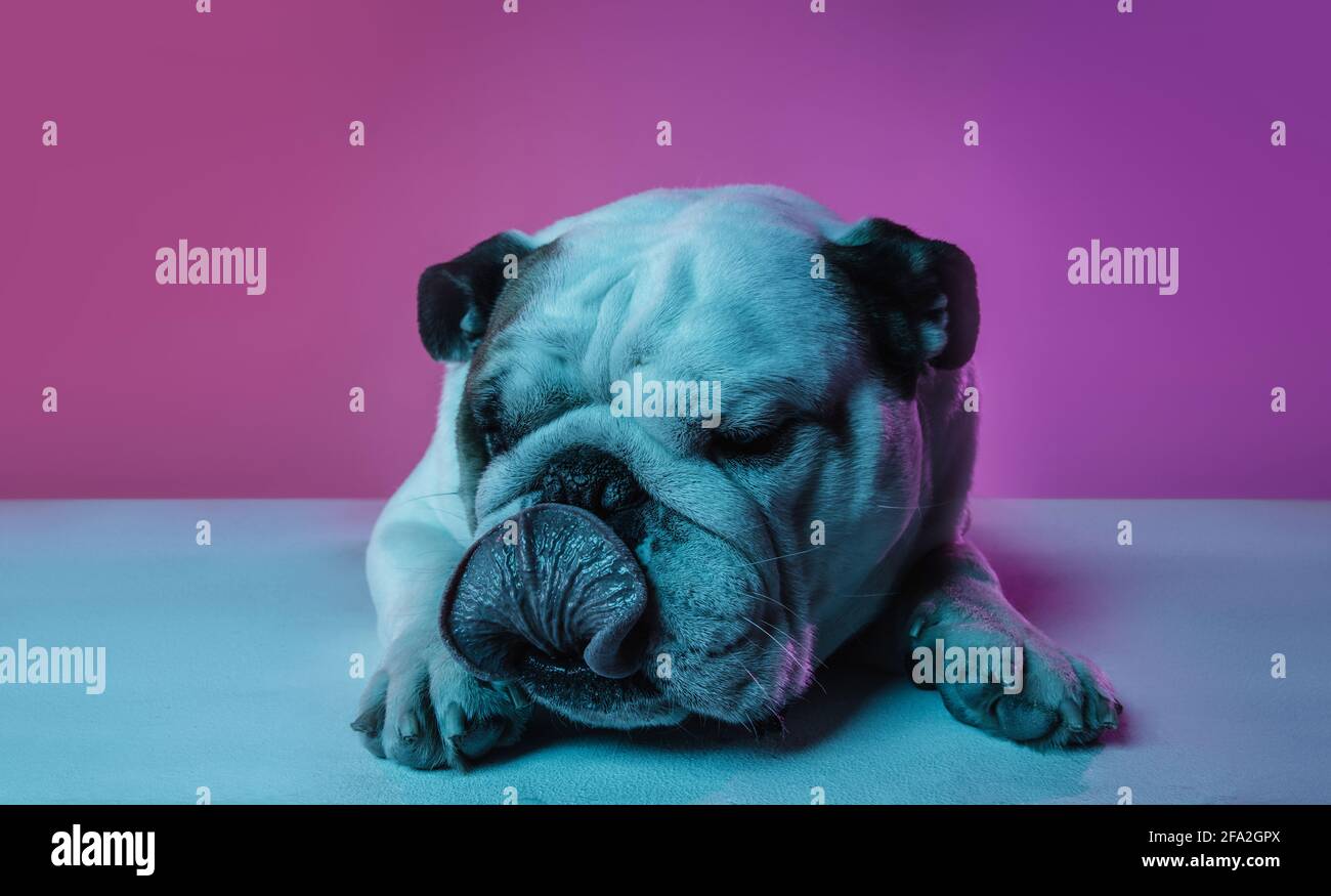 Portrait of English bulldog isolated over gradient pink blue background in neon Stock Photo