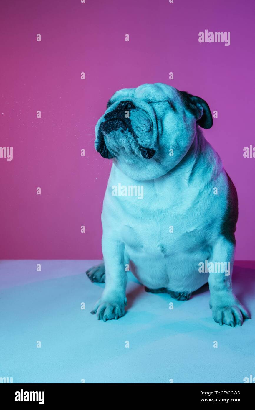 Portrait of English bulldog isolated over gradient pink blue background in neon Stock Photo