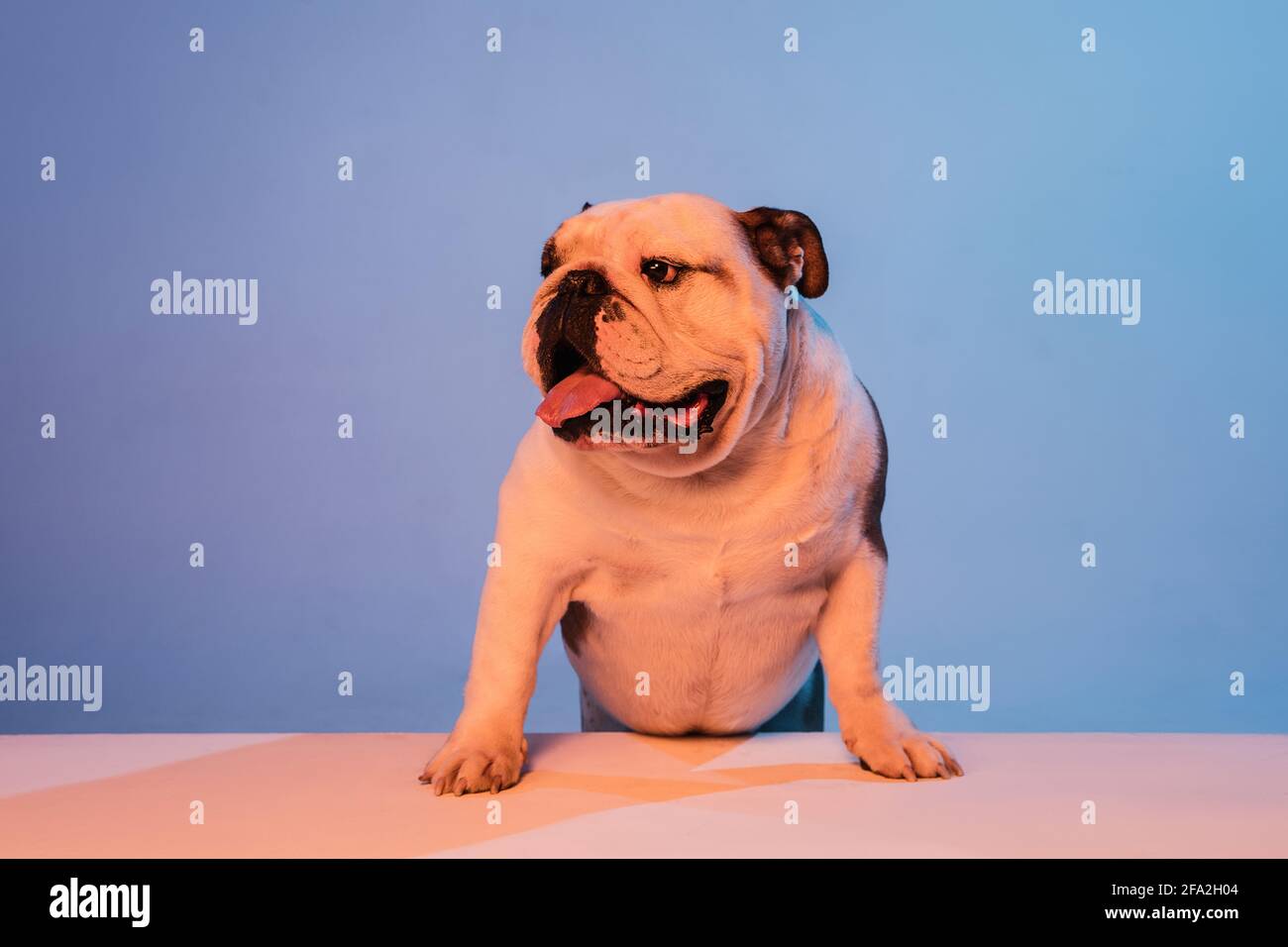White and brown English bulldog isolated over gradient blue background in neon Stock Photo