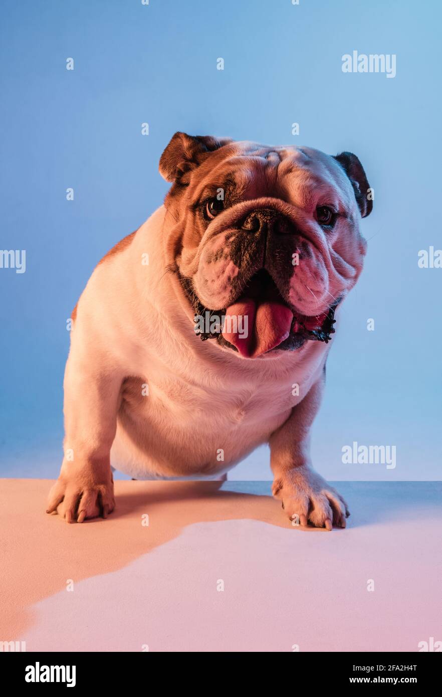 White and brown English bulldog isolated over gradient blue background in neon Stock Photo