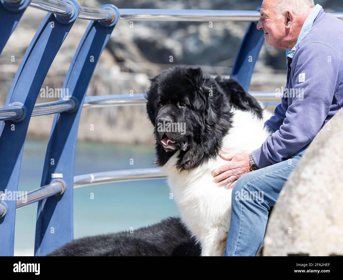 Portreath,Cornwall,22nd April 2021,A man sits in the sunshine with a Newfoundland dog as lockdown begins to ease in Portreath,Cornwall. Its a milder day at 11C but with strong winds of 40mph forecast for this afternoon. Credit: Keith Larby/Alamy Live News Stock Photo