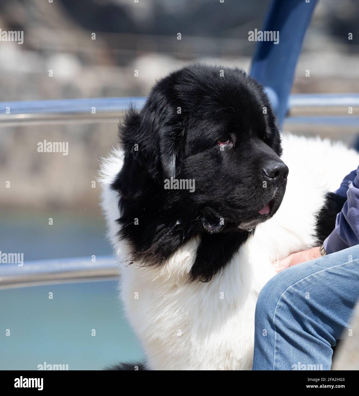 Portreath,Cornwall,22nd April 2021,A man sits in the sunshine with a Newfoundland dog as lockdown begins to ease in Portreath,Cornwall. Its a milder day at 11C but with strong winds of 40mph forecast for this afternoon. Credit: Keith Larby/Alamy Live News Stock Photo