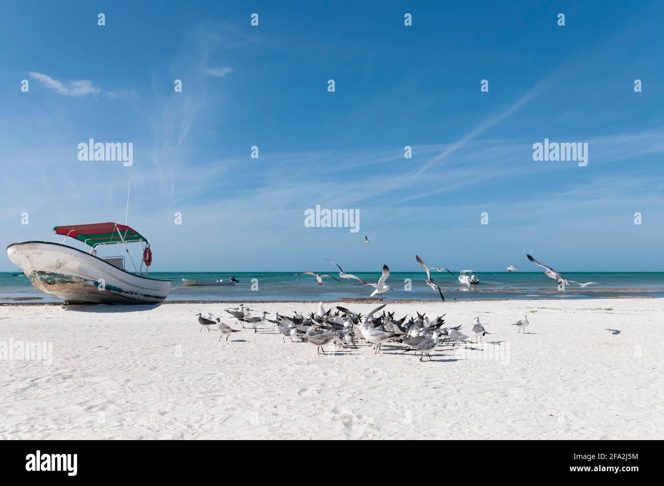 An old fishing boat on the sand of a tropical beach on Holbox Island in Mexico. In the background a group of seagulls and the Caribbean ocean. Concept Stock Photo