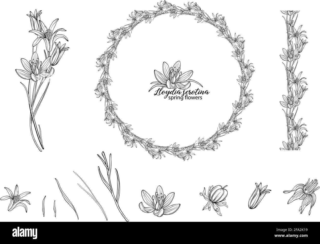 Set of floral elements of Lloydia serotina flowers. Spring flowers. Lloydia serotina Stock Vector