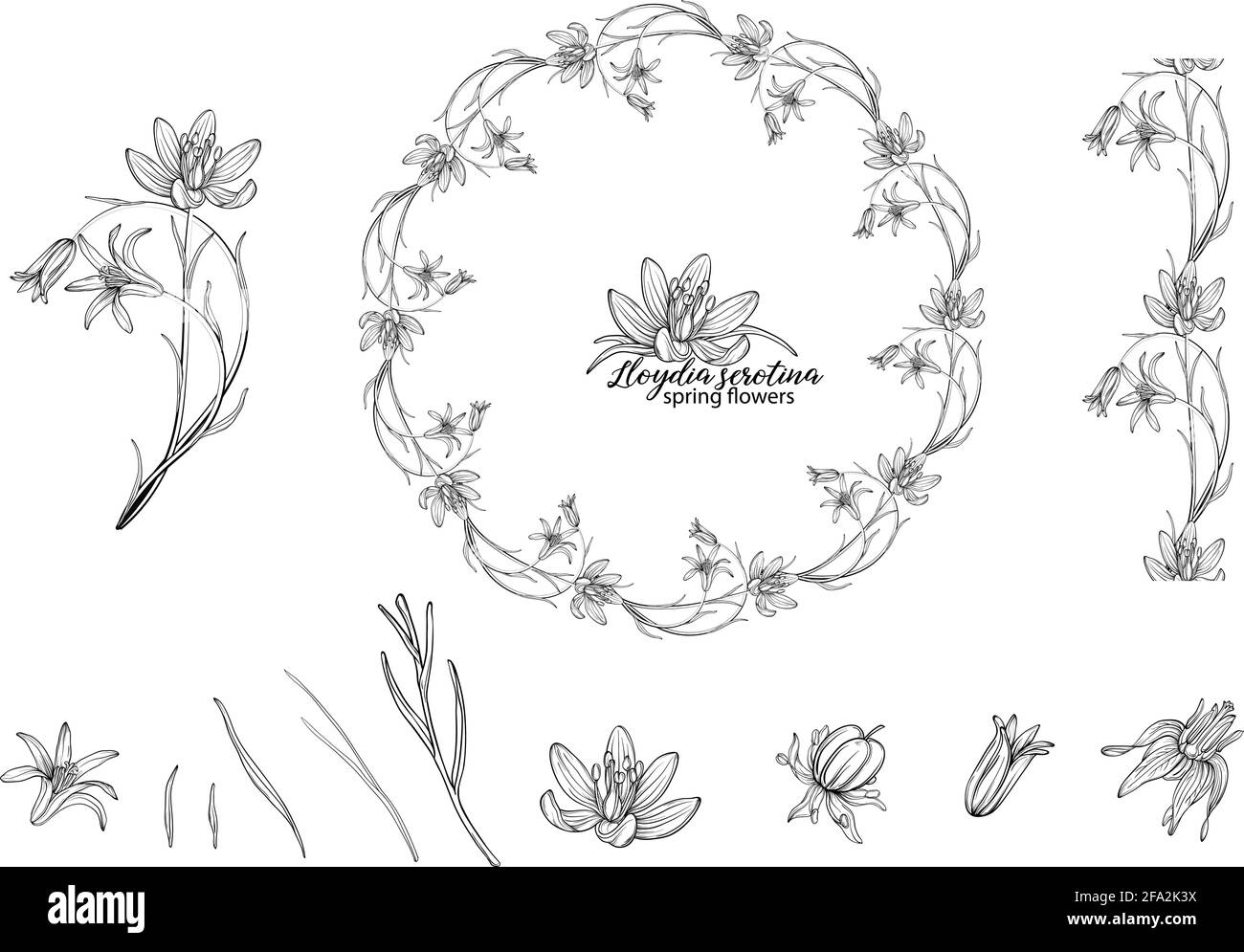 Set of floral elements of Lloydia serotina flowers. Spring flowers. Lloydia serotina Stock Vector