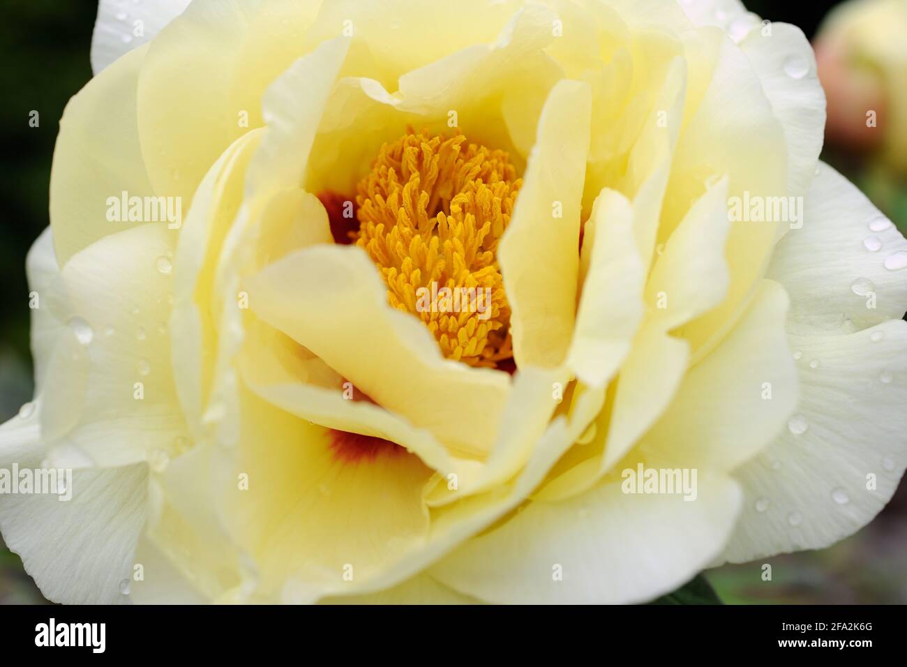 Blooming yellow peony flower after rain, close up. With water drops on petals. Stock Photo