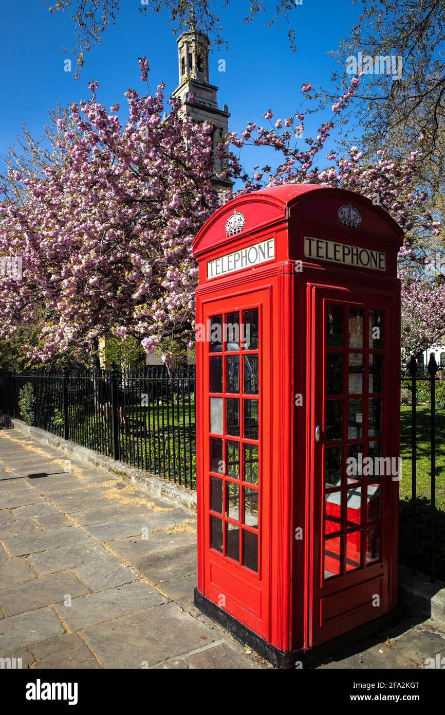 British red telephone box and cherry trees in bloom Stock Photo