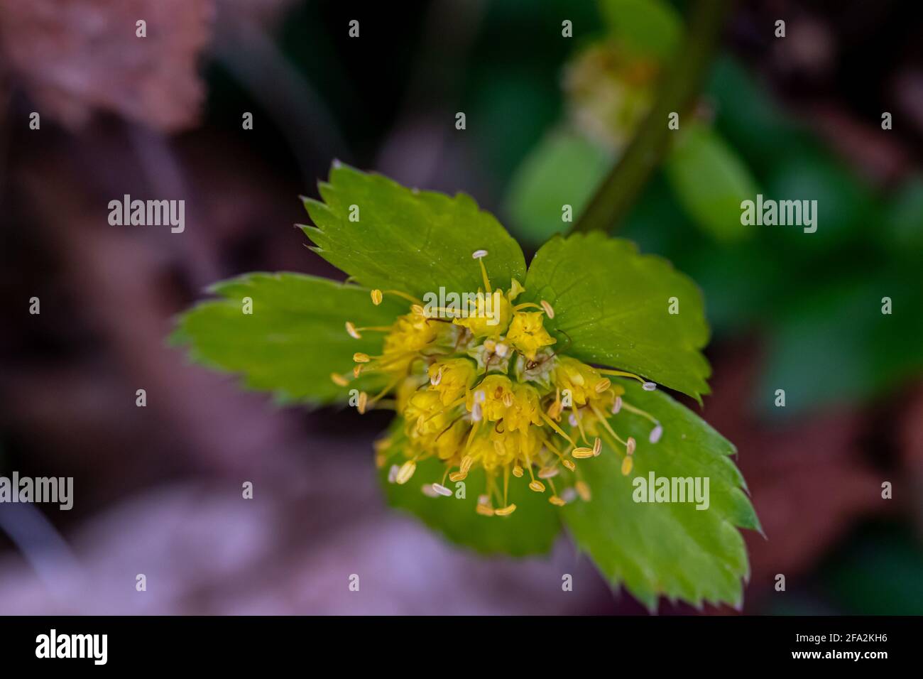 Hacquetia epipactis plant growing in forest, macro Stock Photo