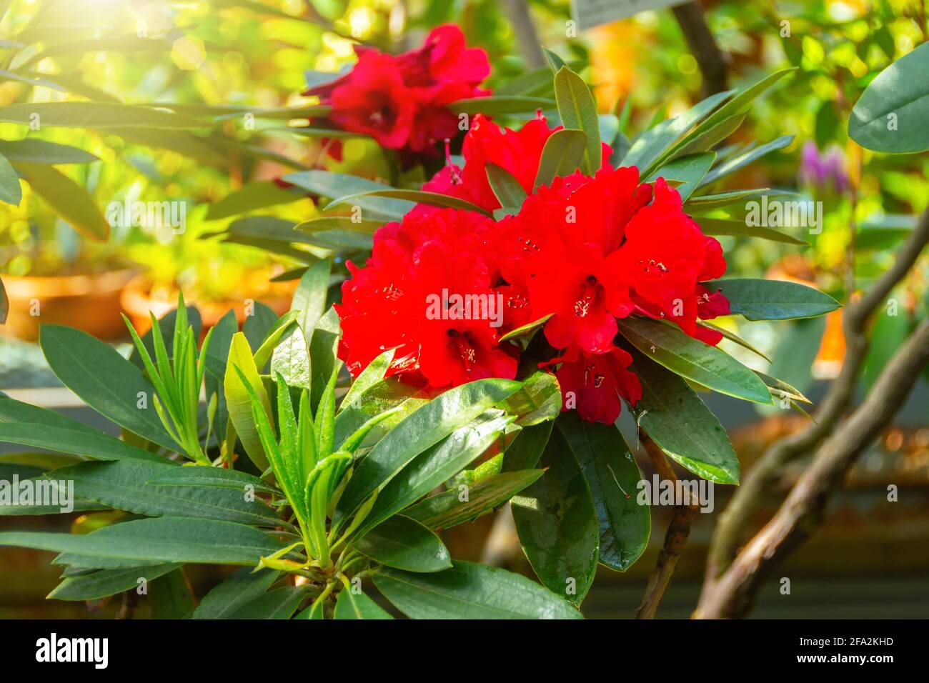 Blooming dark red Rhododendron Azalea spring time Stock Photo