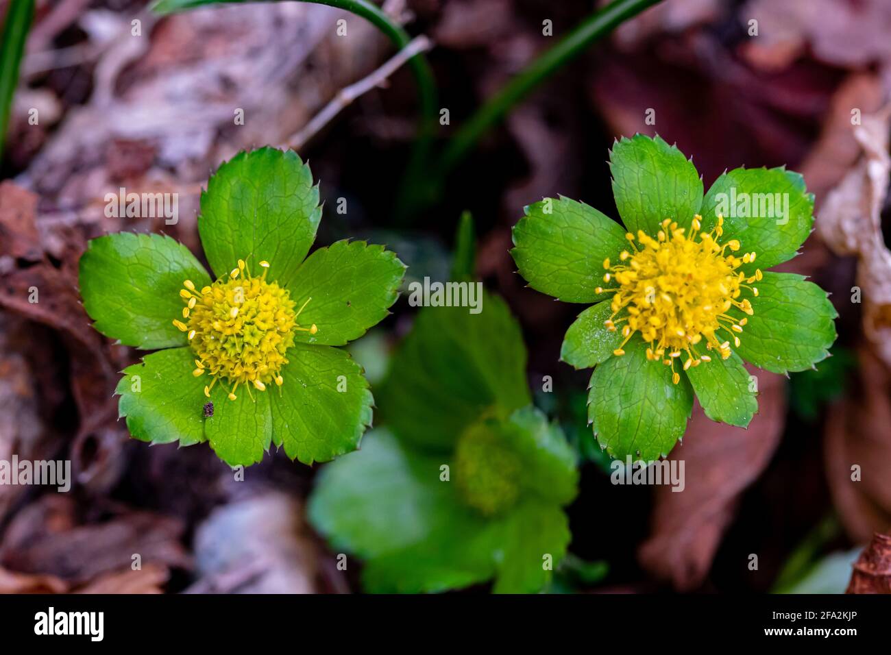 Hacquetia epipactis plants growing in forest Stock Photo