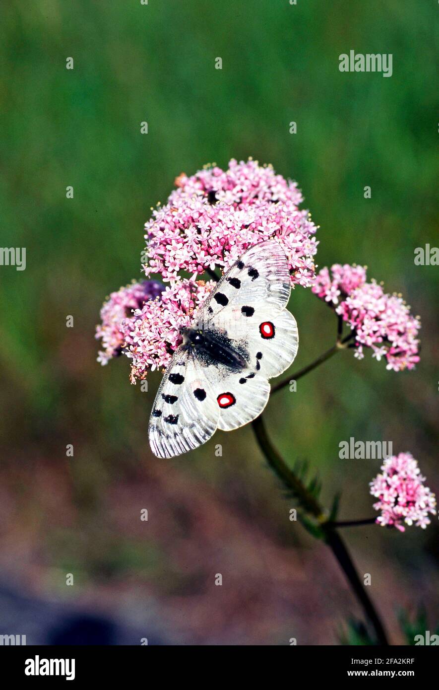 Apollo Butterfly (Parnassius Apollo) on  (Valeriana sambucifolia ssp salina)  Photo: Bengt Ekman  / TT / code 2706 Stock Photo