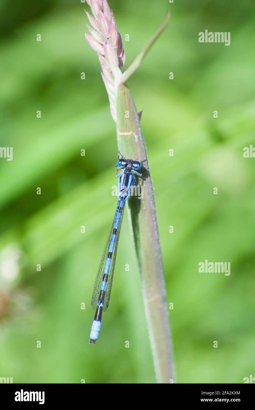 Common blue damselfly (Enallagma cyathigerum) on grass stalk Stock ...