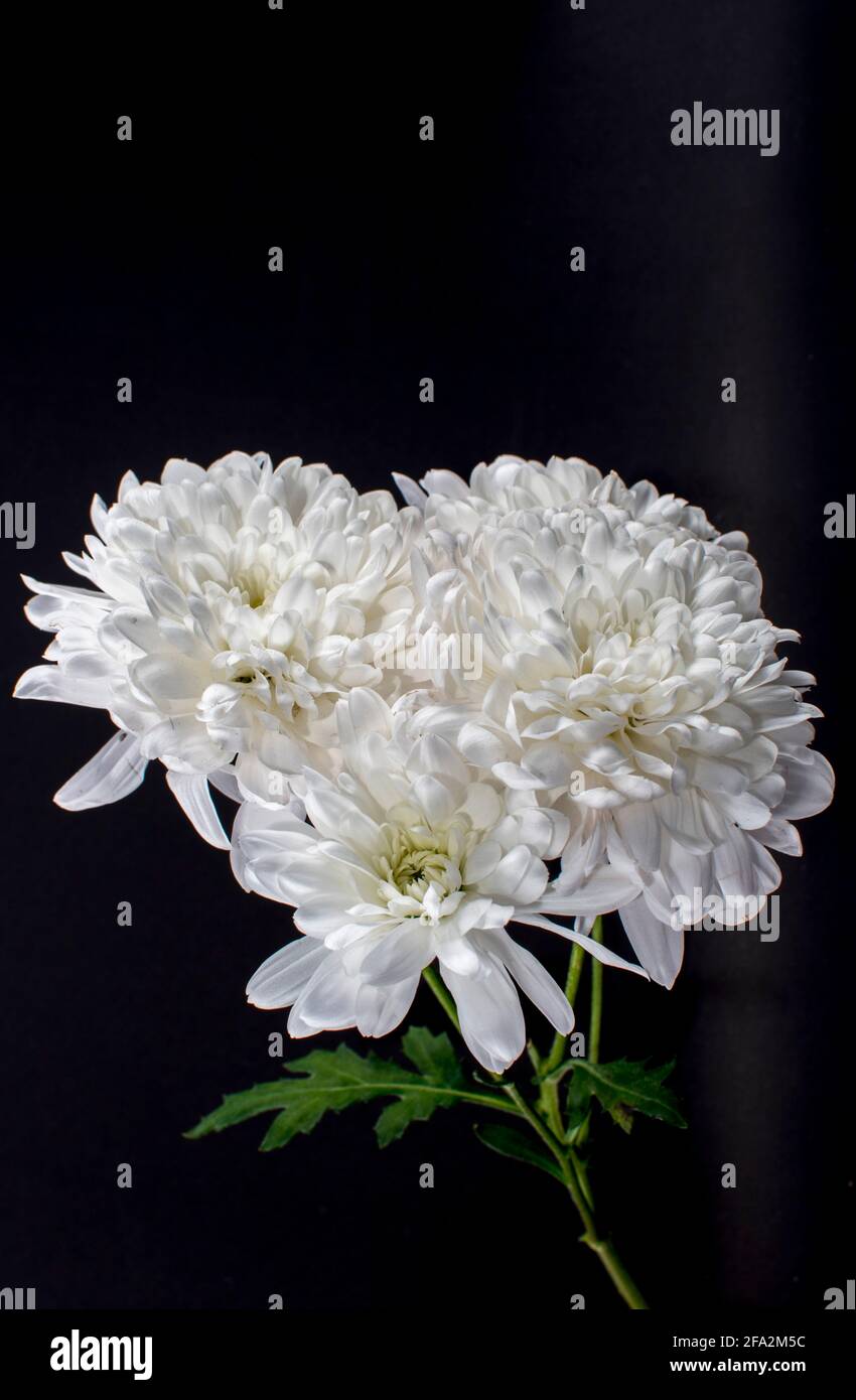 White chrysanthemums hi-res stock photography and images - Alamy