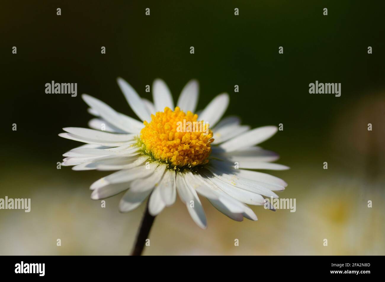 Close-up of a daisy in a meadow Stock Photo