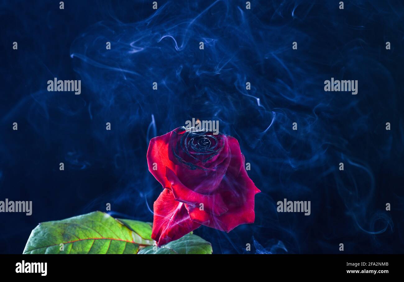 Fire Rose High Resolution Stock Photography And Images Alamy