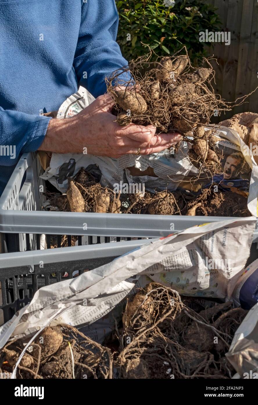Close up of man gardener person unpacking stored dahlia tubers in spring England UK United Kingdom GB Great Britain Stock Photo