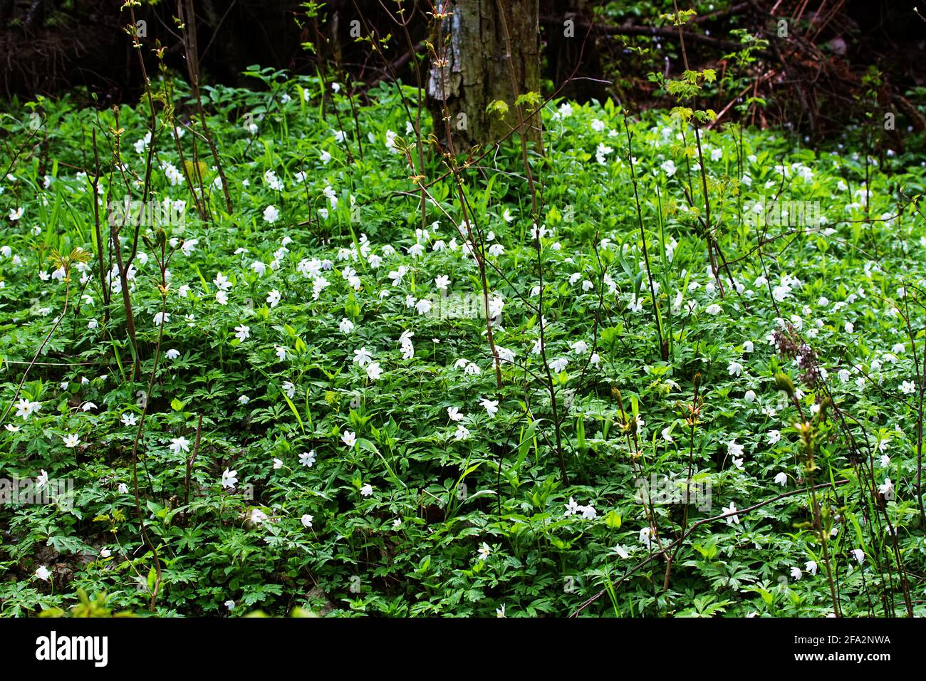 A lawn of anemone flowers in the spring forest Stock Photo