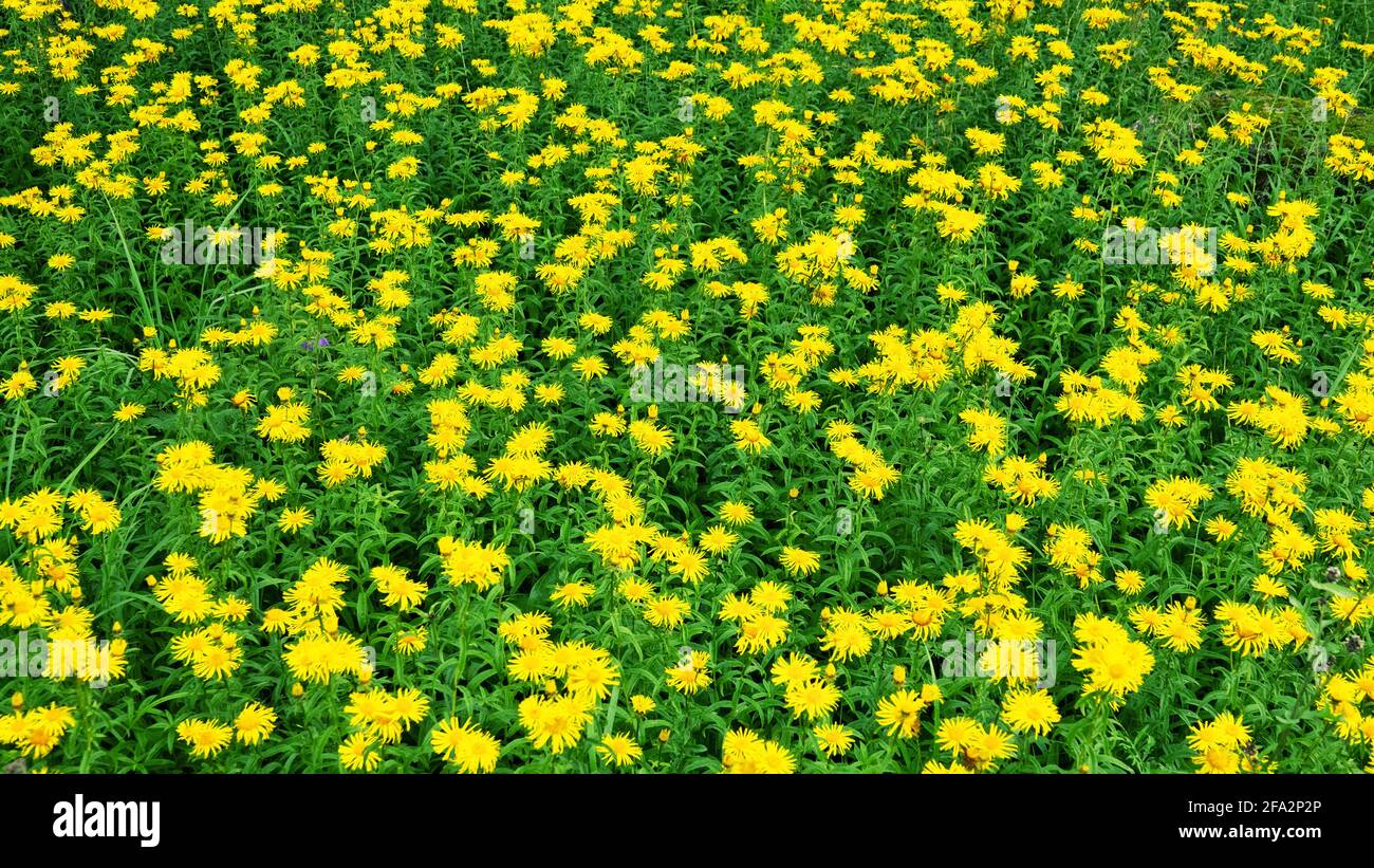 Flowers motley grass in field. Elecampane, nardus golden flower (Нnula  salicina). Antiseptic, spice, flavoring, coloring. Drug plant in treatment  of b Stock Photo - Alamy