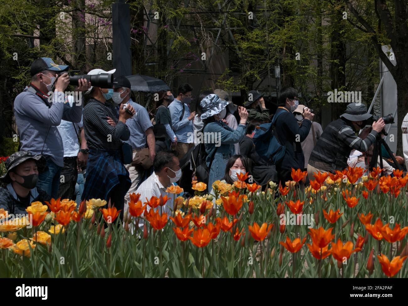 Tonami, Japan. 22nd Apr, 2021. Visitors take pictures at the "70th Tonami Tulip Fair" at the Tonami Tulip Park in Tonami, Toyama-Prefecture, Japan on Thursday, April 22, 2021. Three million colorful tulips in 600 different varieties are seen blooming in the park. Photo by Keizo Mori/UPI Credit: UPI/Alamy Live News Stock Photo