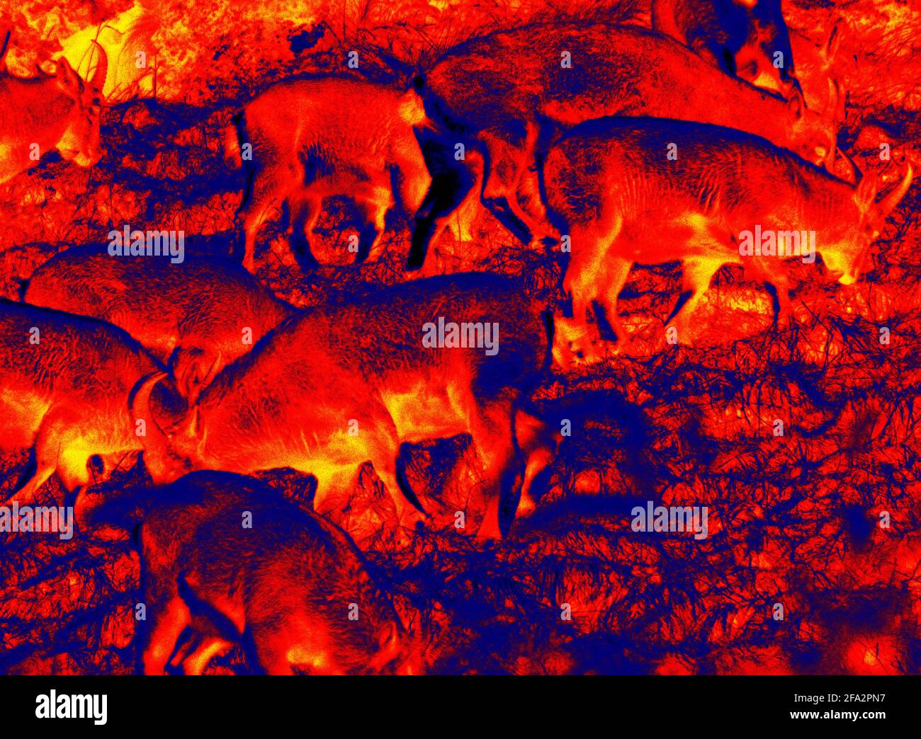 Ibexes, wild goat. Scanning the animal's body temperature with a
