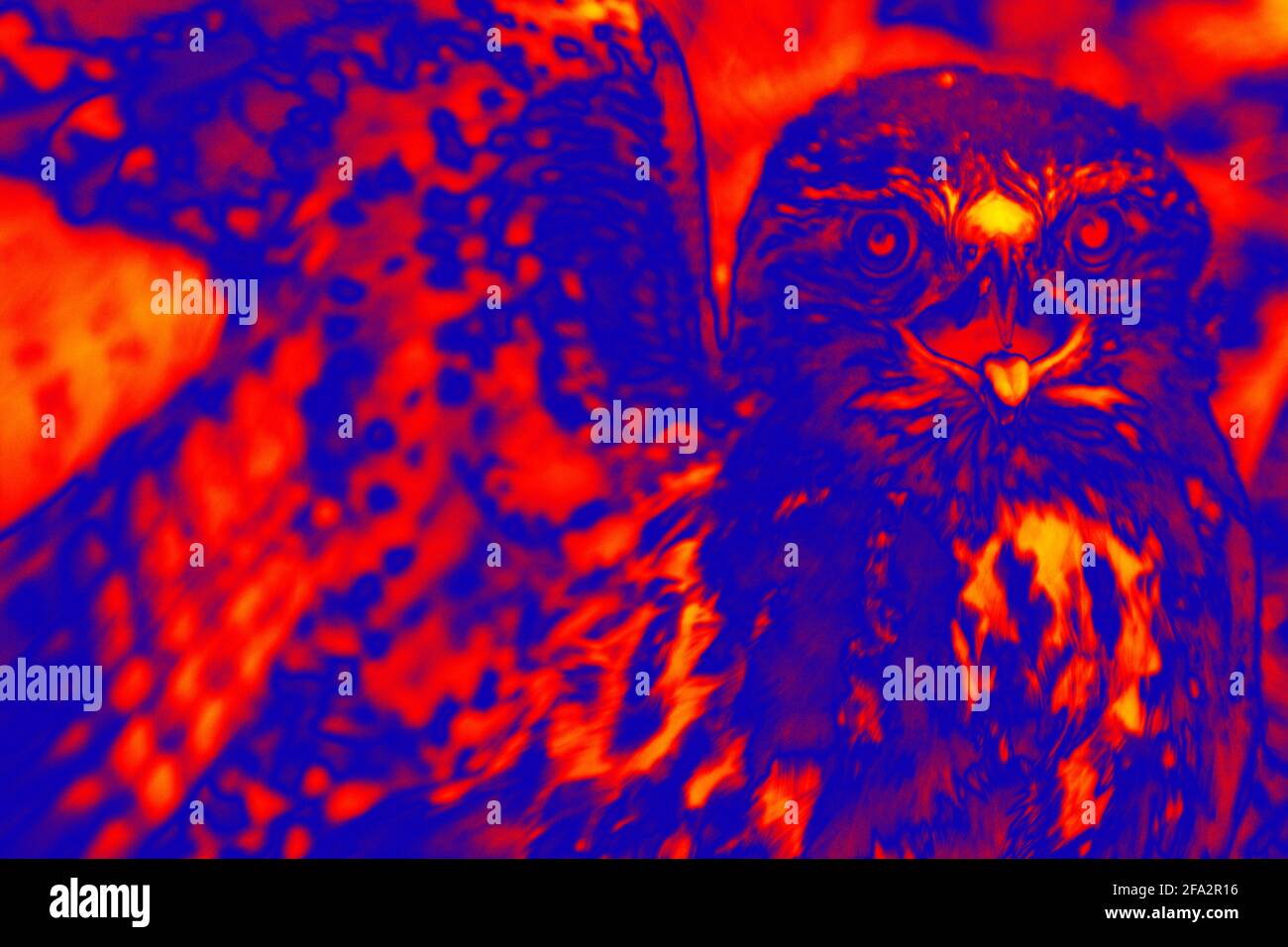 Bird of Prey. Scanning the animal's body temperature with a thermal