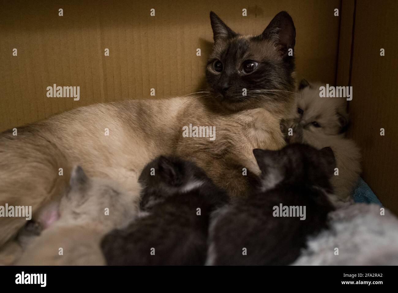A mother cat with her kittens sleeping next to her in a cardboard box Stock Photo