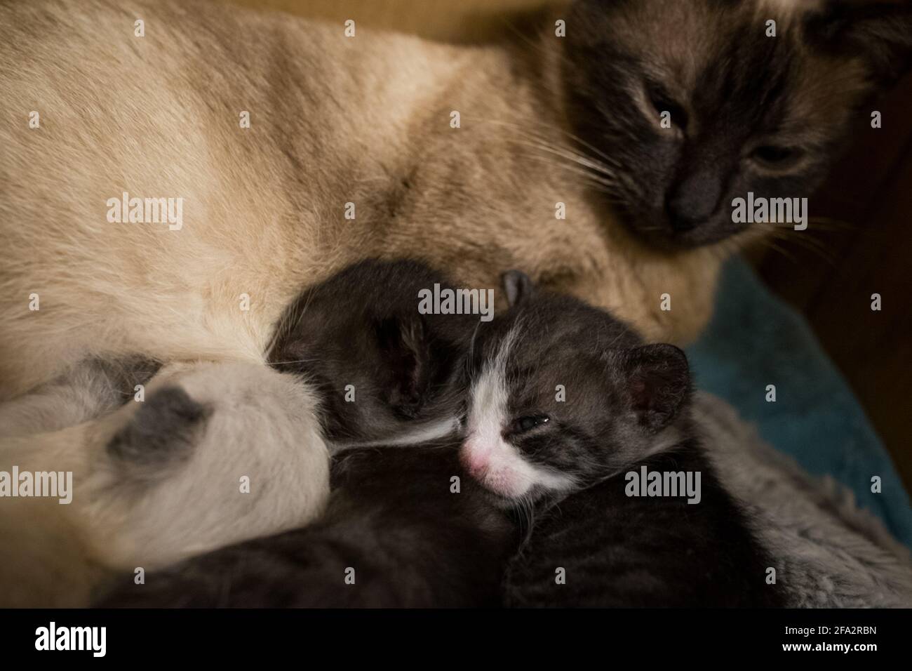 A mother cat sleeping with her kittens in a cardboard box Stock Photo