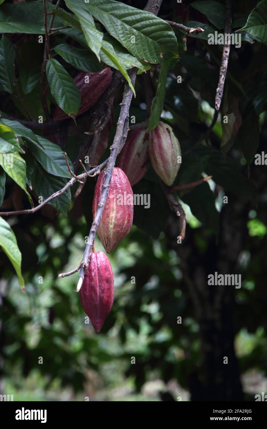Dougaldston Estate Grenada Spice Plantation Cocoa Station Cocoa Pods Growing on Tree Stock Photo