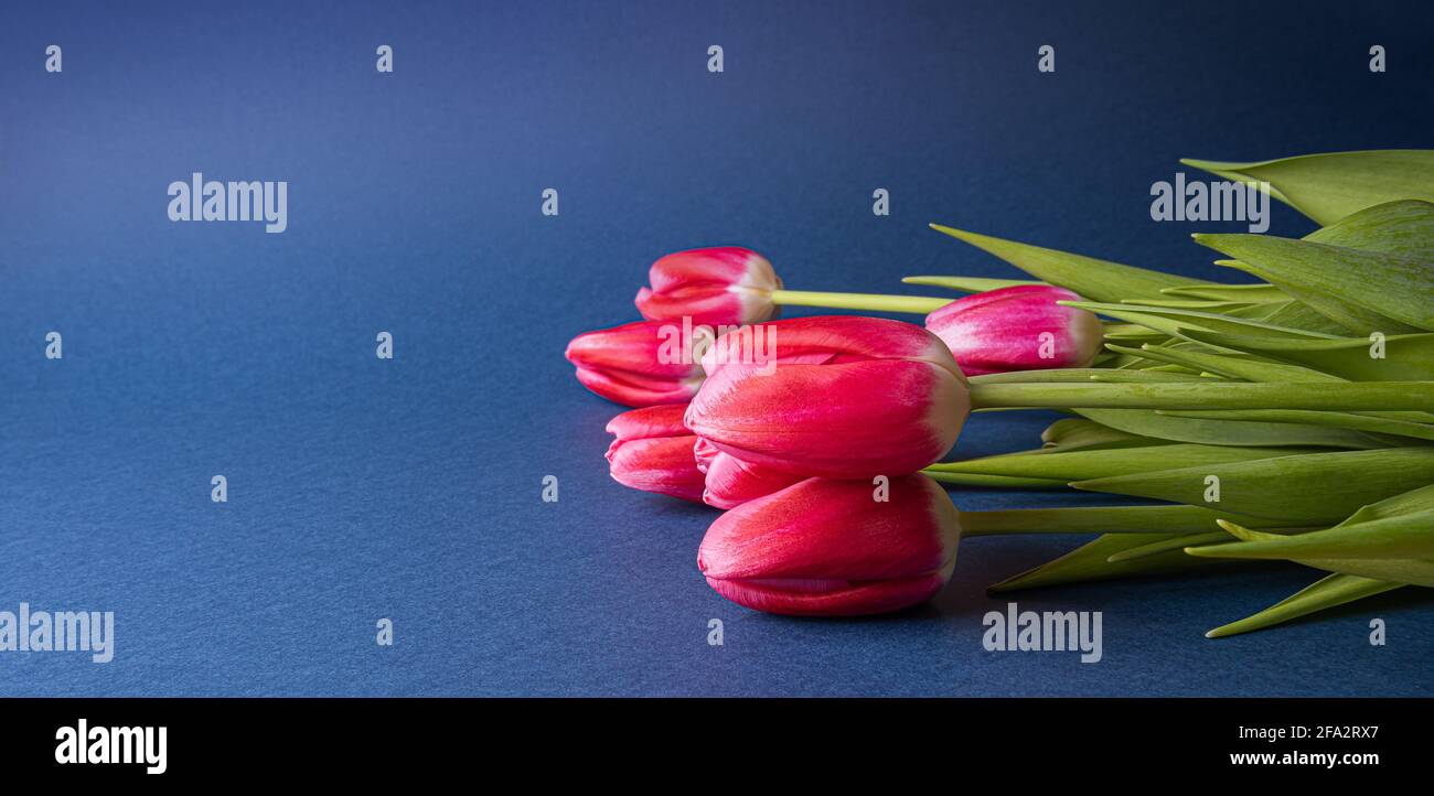 Bright pink natural tulip flowers with green leaves on dark blue paper. Seasonal colorful background with spring flower bouquet and copy space. Hori Stock Photo