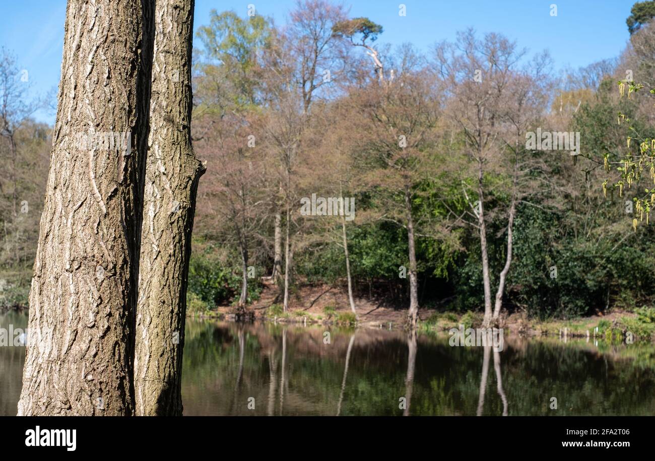 Pear Lake, fishing lake surrounded by trees in Stanmore, London. Trees are  reflected in the calm water in Pear Wood next to Stanmore Country Park  Stock Photo - Alamy