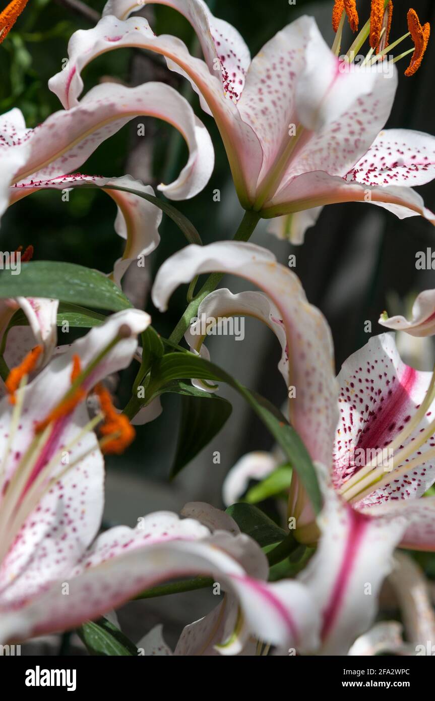 details of oriental hybrid lilies (Division VII) - showcasing the attractive curl of flower petals Stock Photo