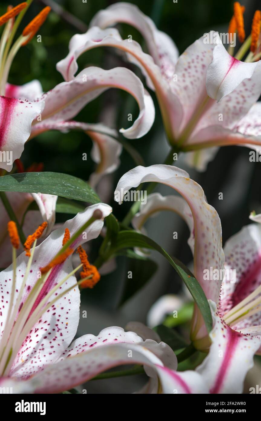 details of oriental hybrid lilies (Division VII) - showcasing the attractive curl of flower petals Stock Photo