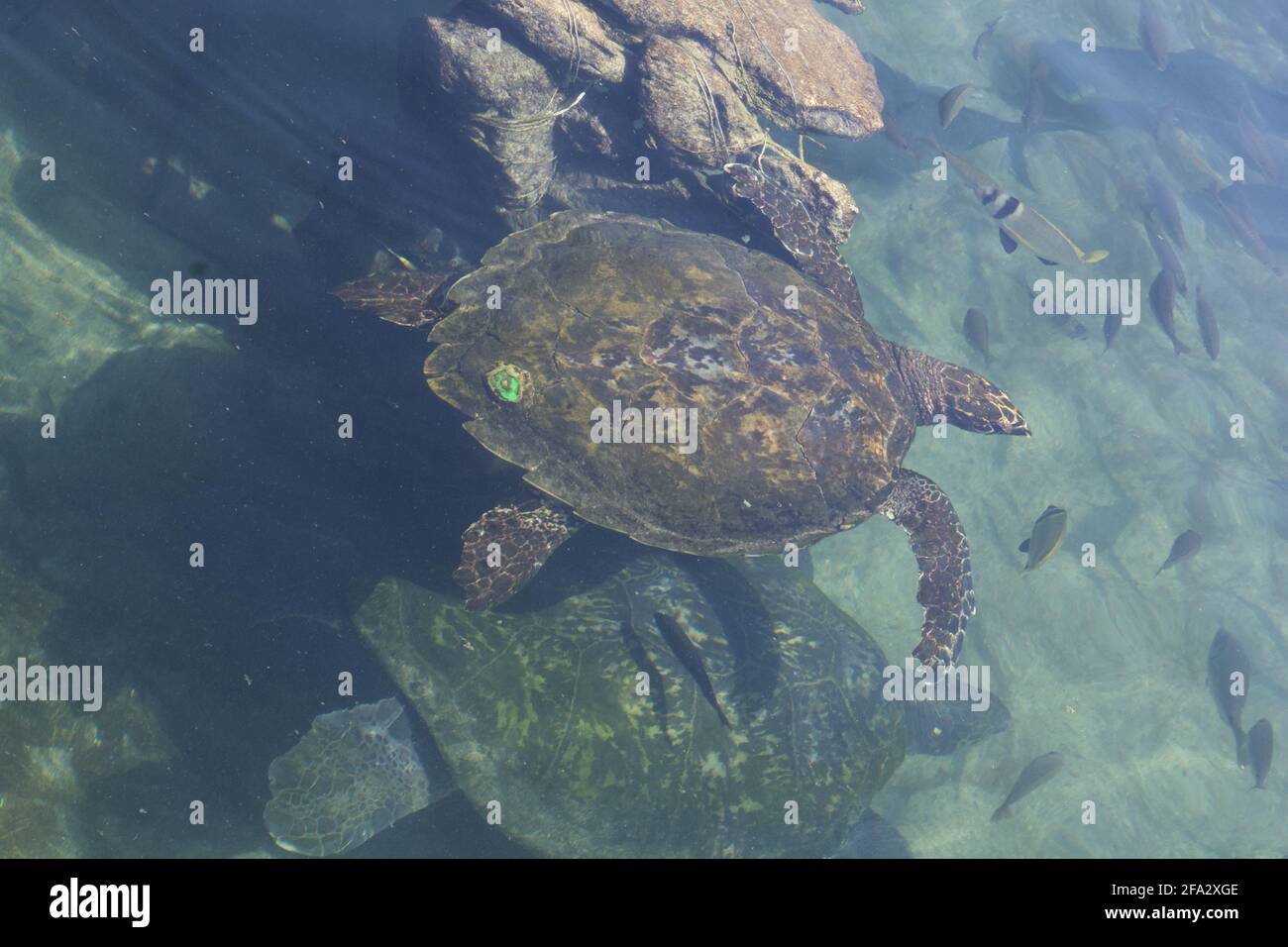 Turtles in the clear water of the Red sea Stock Photo - Alamy