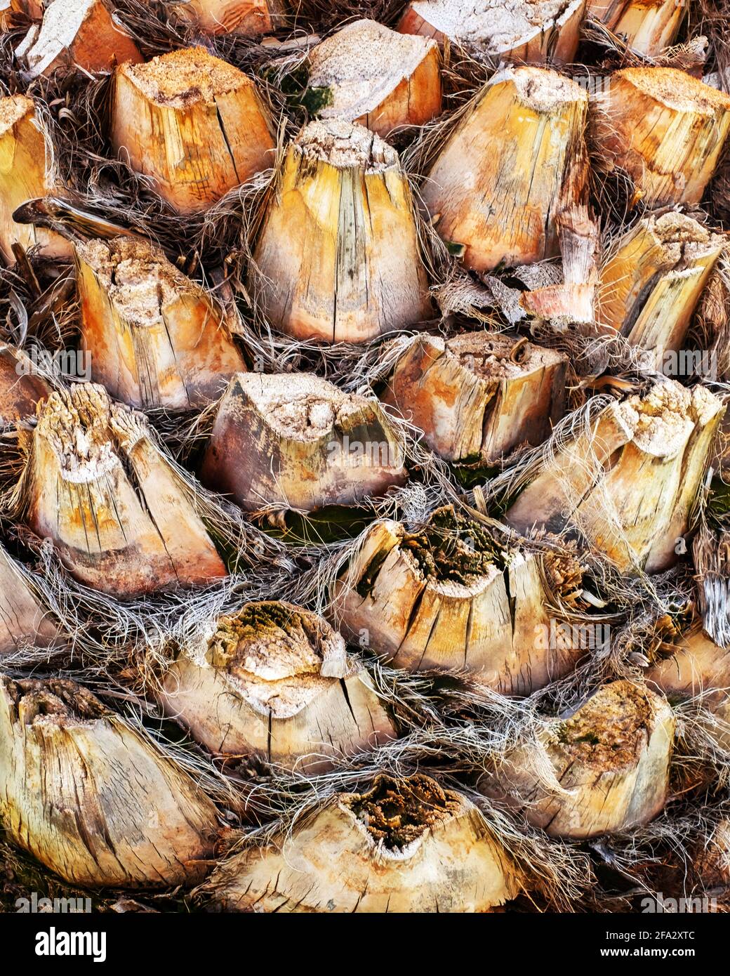 Palm tree stem detail bark texture Stock Photo