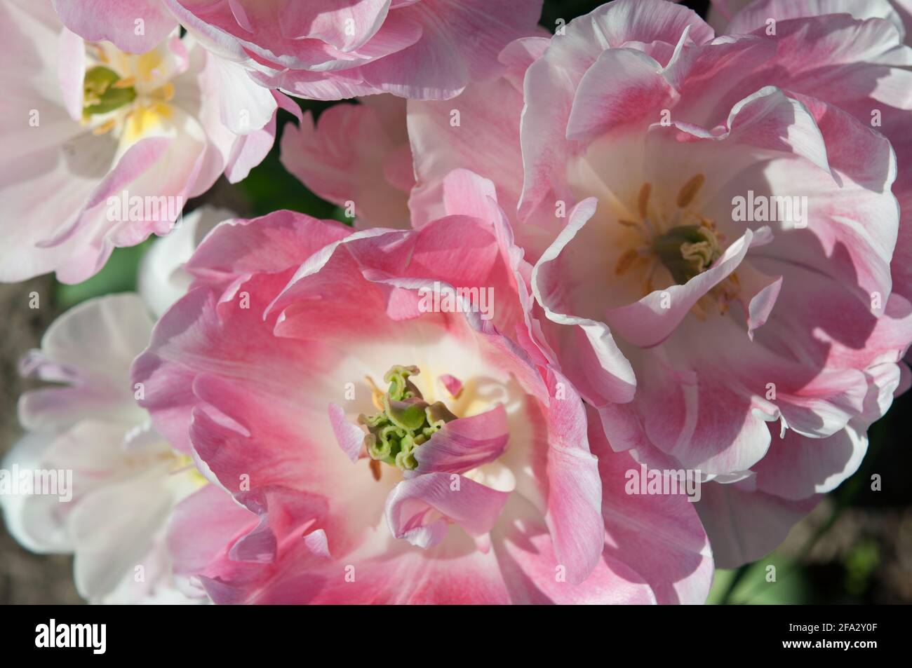 double late peony tulips 'angelique' - landscape orientation,  close up detail of flowers Stock Photo