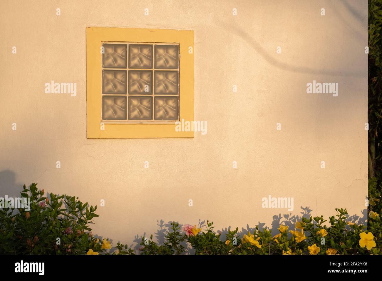 Tree's shadow on a windowed building wall Stock Photo