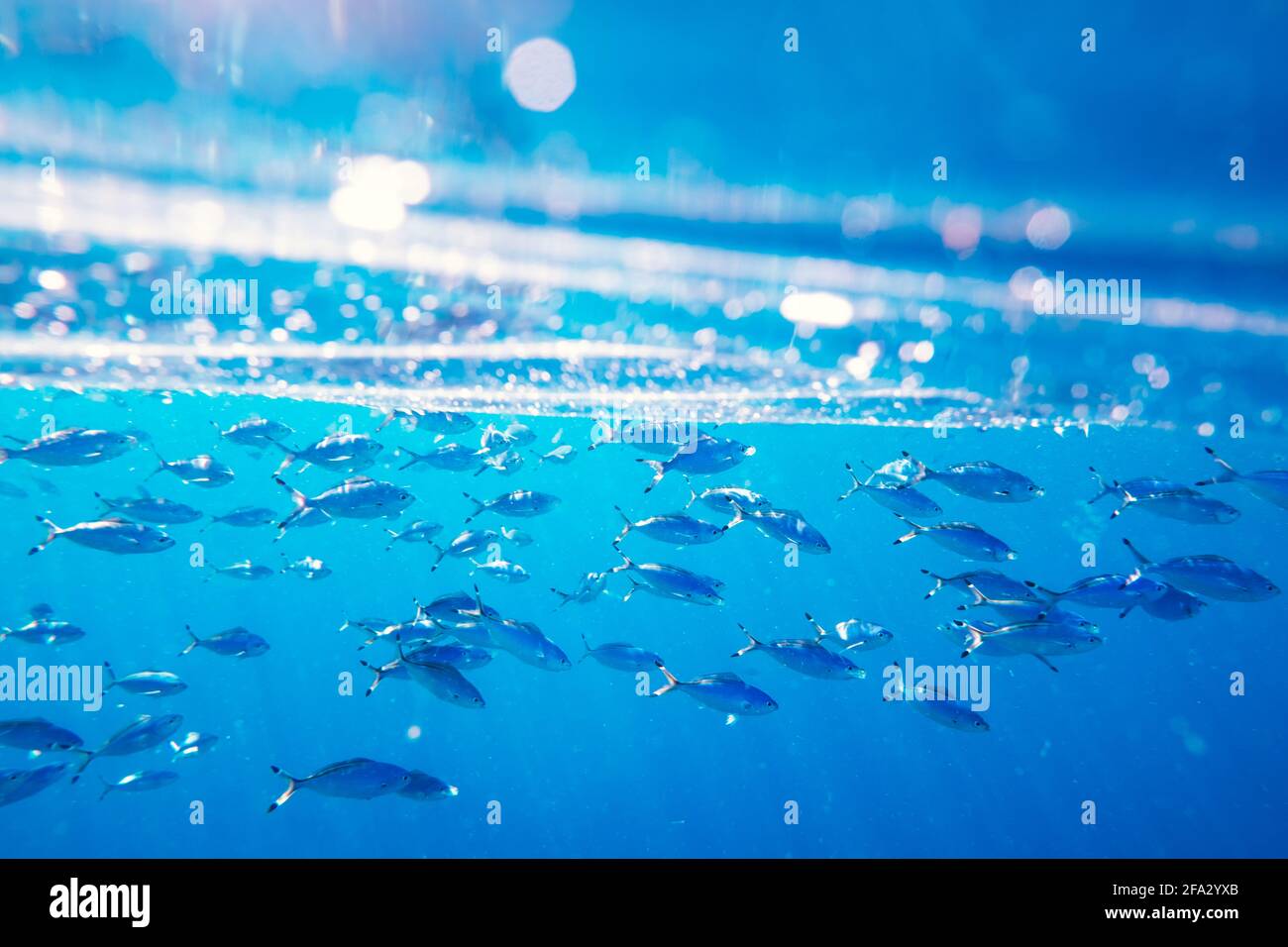 School of swimming and feeding Caesio suevica fish Stock Photo