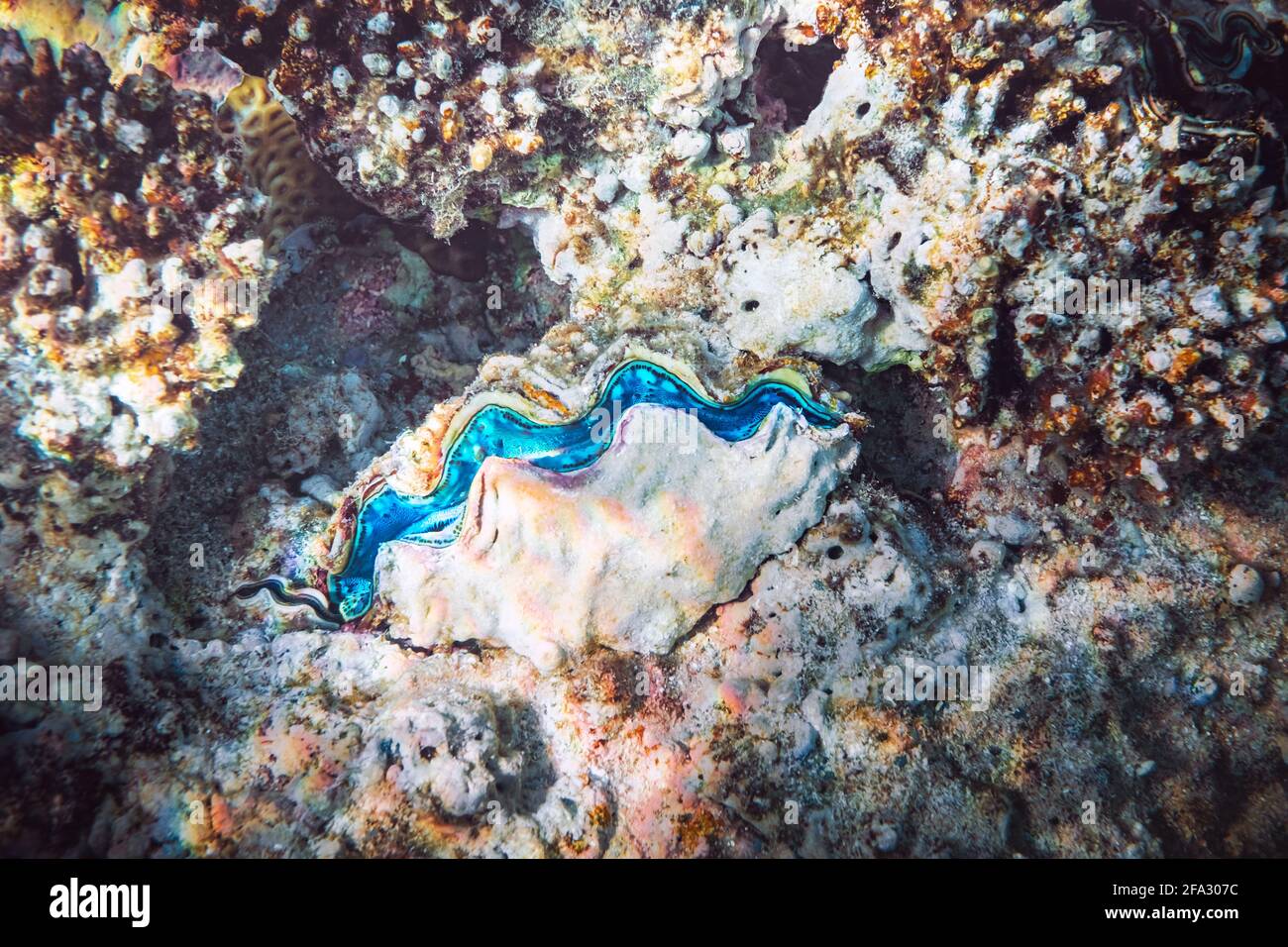 Fluted giant clam in the tropical coral reef Stock Photo