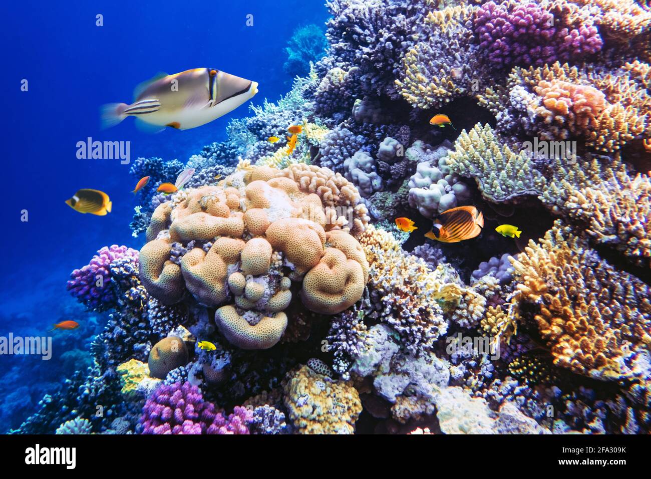 Different tropical fish on a coral reef in the Red Sea Stock Photo