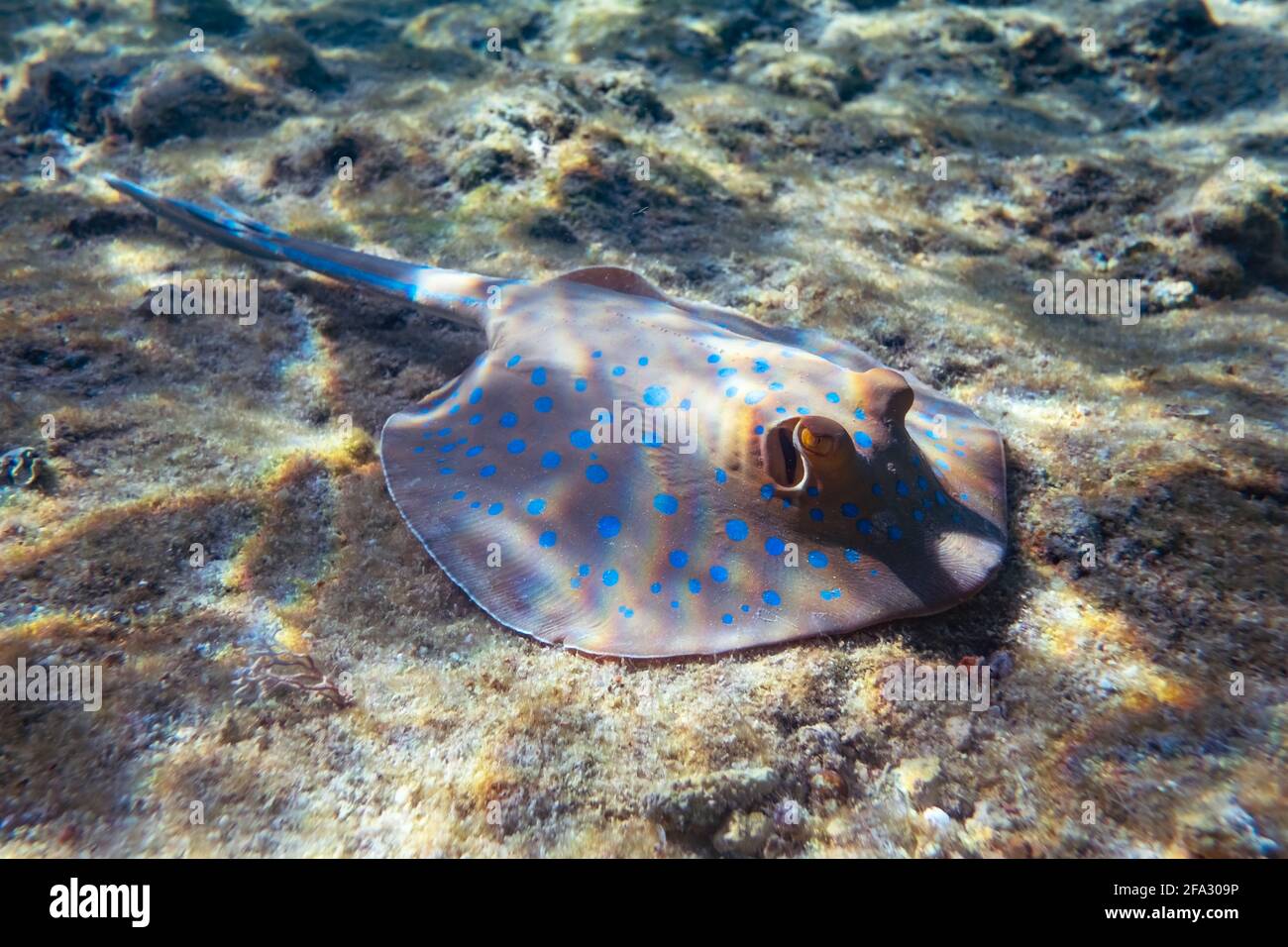 Blue spotted Stingray on sand bootom in the Red Sea Stock Photo
