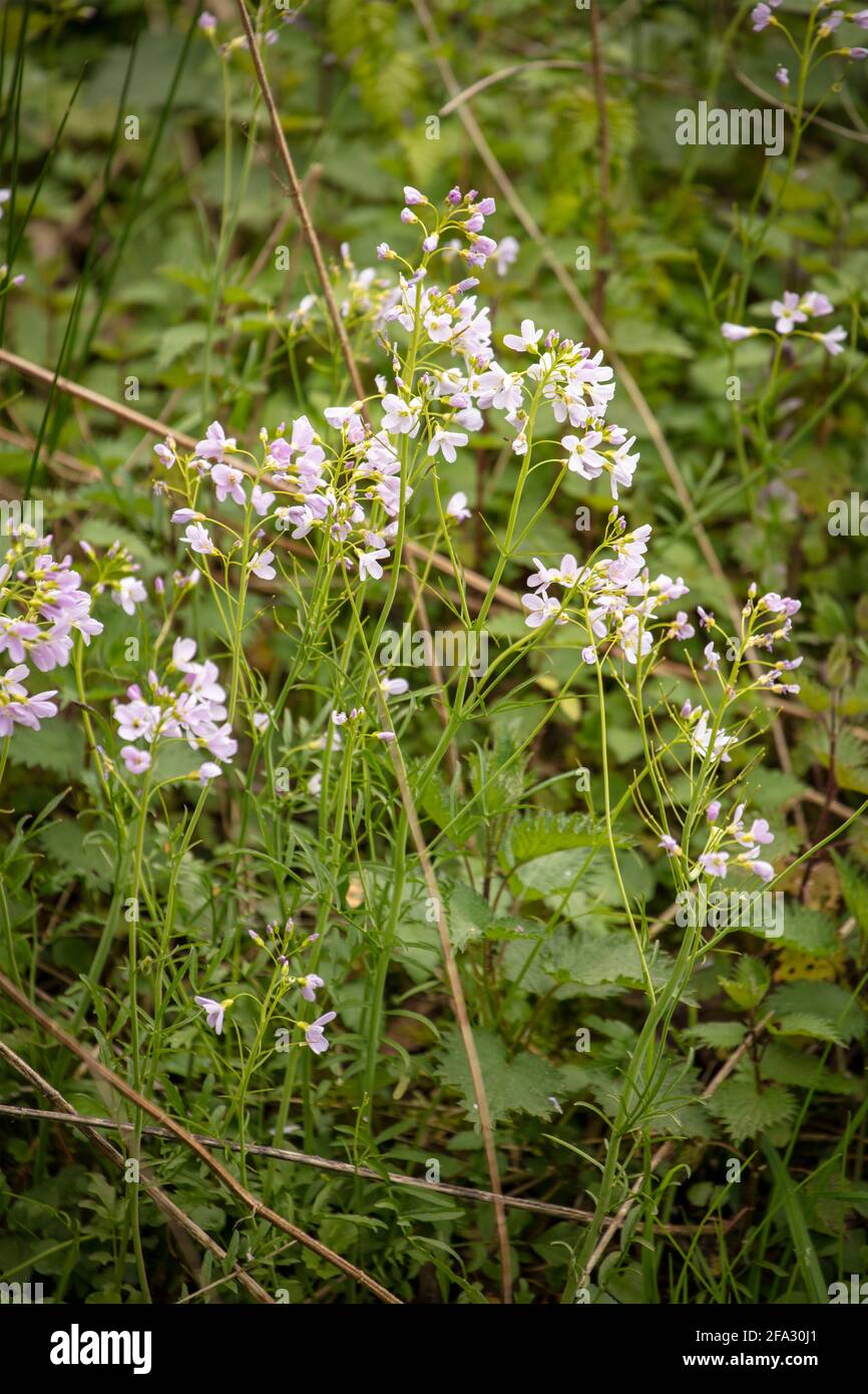 Delicate Cardamine pratensis, cuckoo flower, lady's smock, mayflower