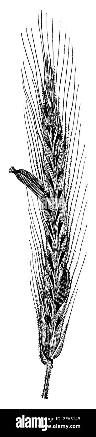 ergot fungus / Claviceps purpurea Syn. Secale cornutum / Mutterkorn (botany book, 1889) Stock Photo