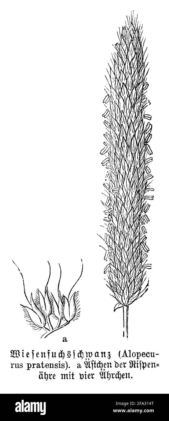meadow foxtail / Alopecurus pratensis / Wiesen-Fuchsschwanz (biology book, 1880) Stock Photo