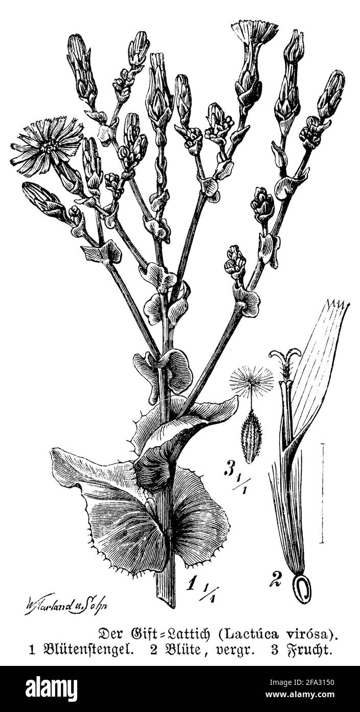wild lettuce / Lactuca virosa / Gift-Lattich (botany book, 1888) Stock Photo