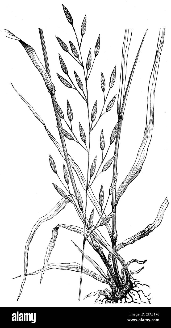 meadow fescue / Festuca pratensis / WiesenSchwingel (agricultural book