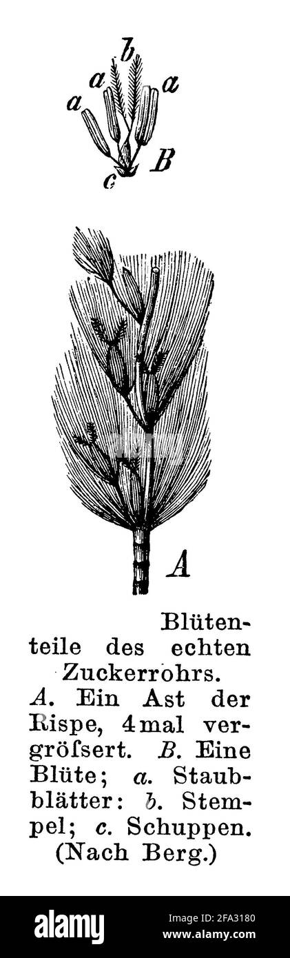 sugarcane / Saccharum officinarum / Zuckerrohr (botany book, 1884) Stock Photo