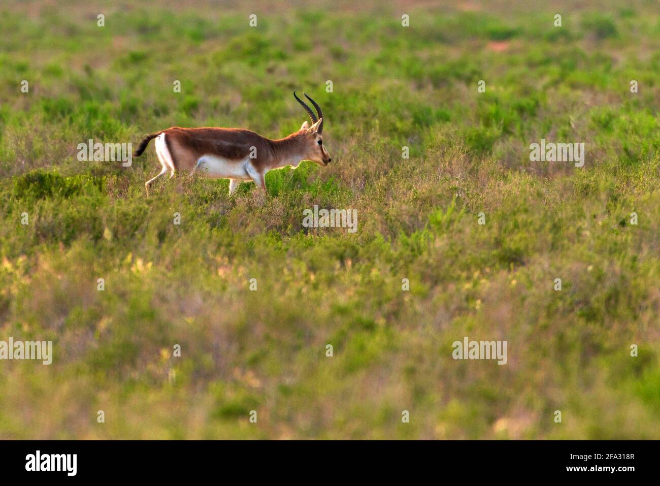 Goitered gazelle Jeyran in field. Wildlife nature reserve Stock Photo